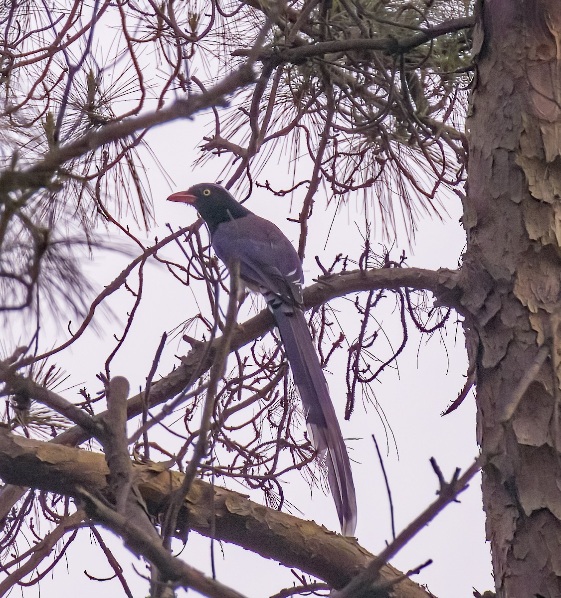 Red-billed Blue-Magpie - ML619584498