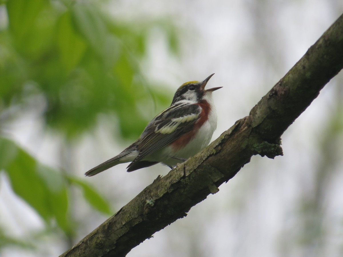 Chestnut-sided Warbler - Matt Hofeditz