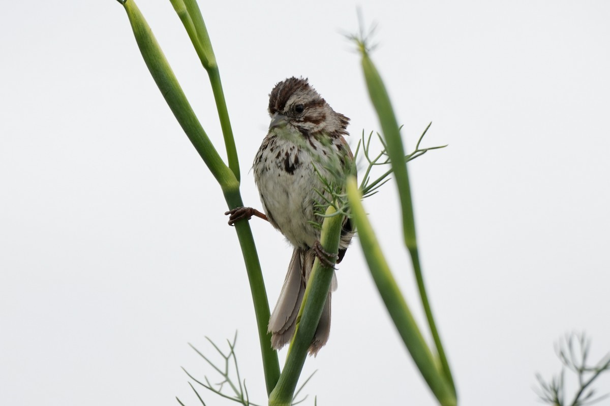 Song Sparrow - Ryan Ludman