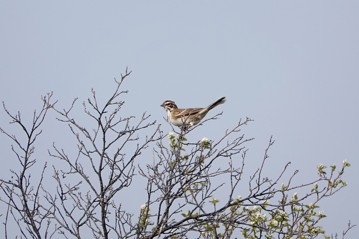 Lark Sparrow - John F. Peetsma