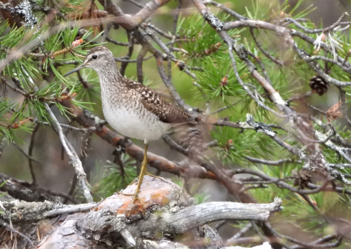 Wood Sandpiper - Jon Iratzagorria Garay