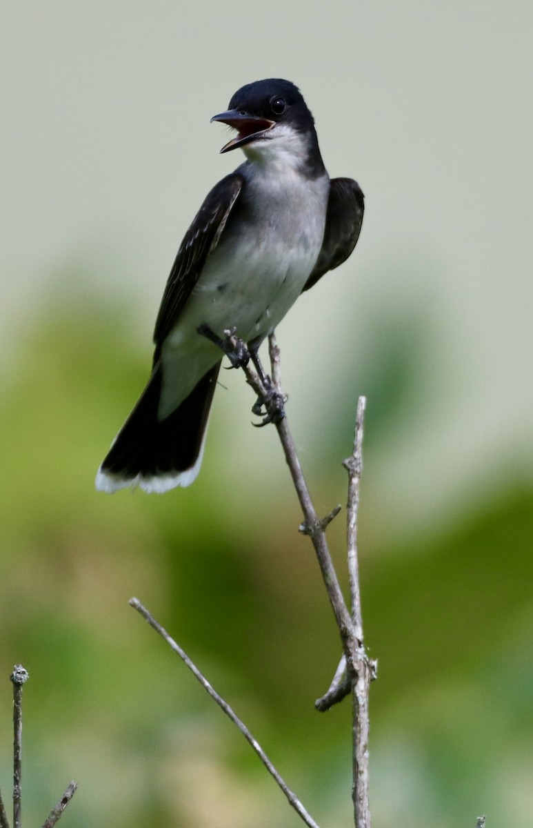 Eastern Kingbird - Carla Morris