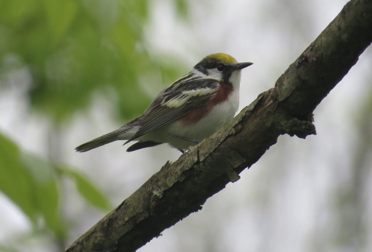 Gelbscheitel-Waldsänger - ML619584513