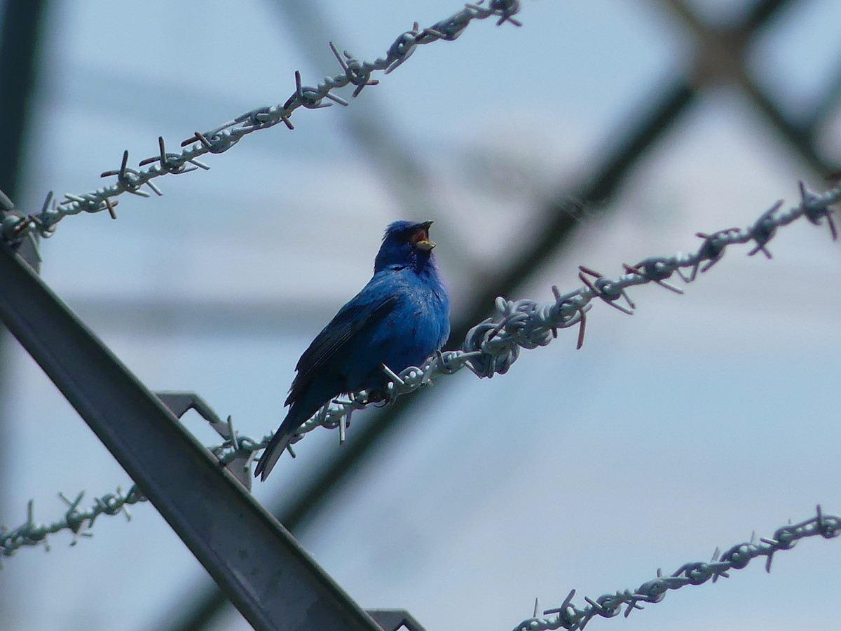 Indigo Bunting - André Labelle