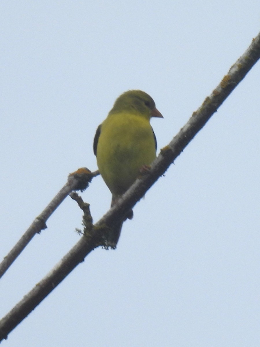 American Goldfinch - Erik Bergman