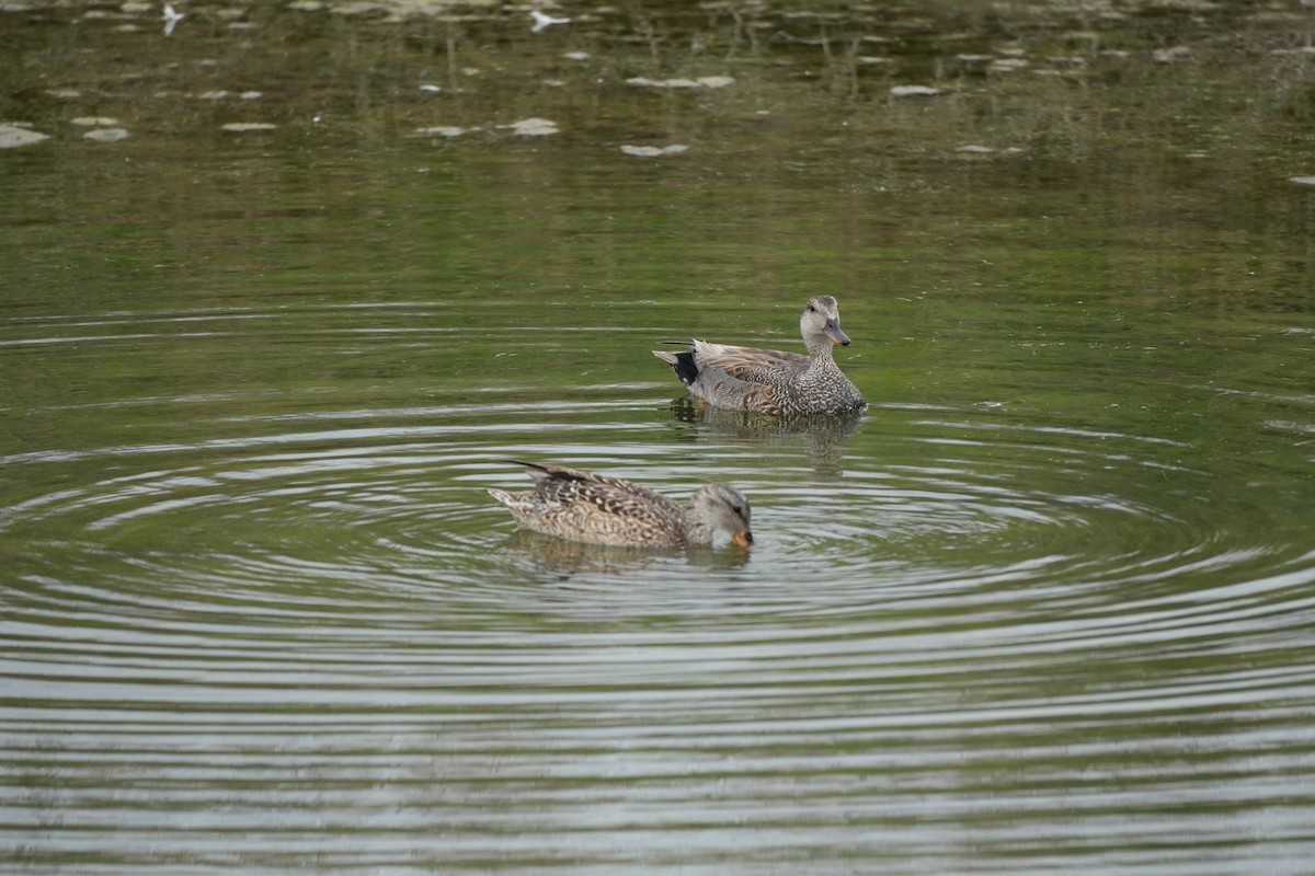 Gadwall - Ryan Ludman