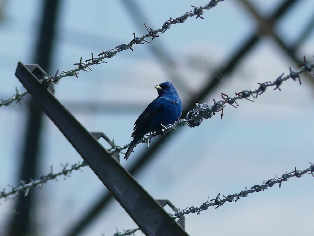 Indigo Bunting - ML619584526