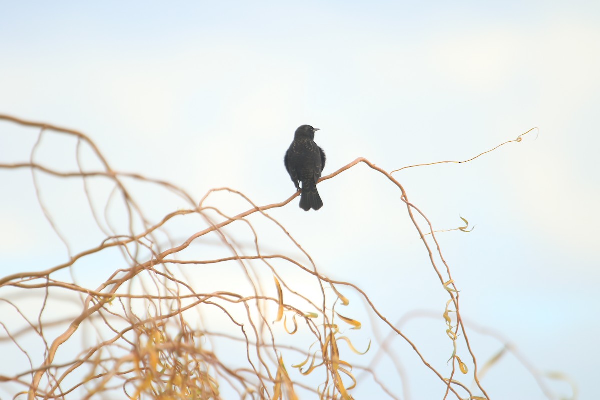 Yellow-winged Blackbird - Darwin Moreno