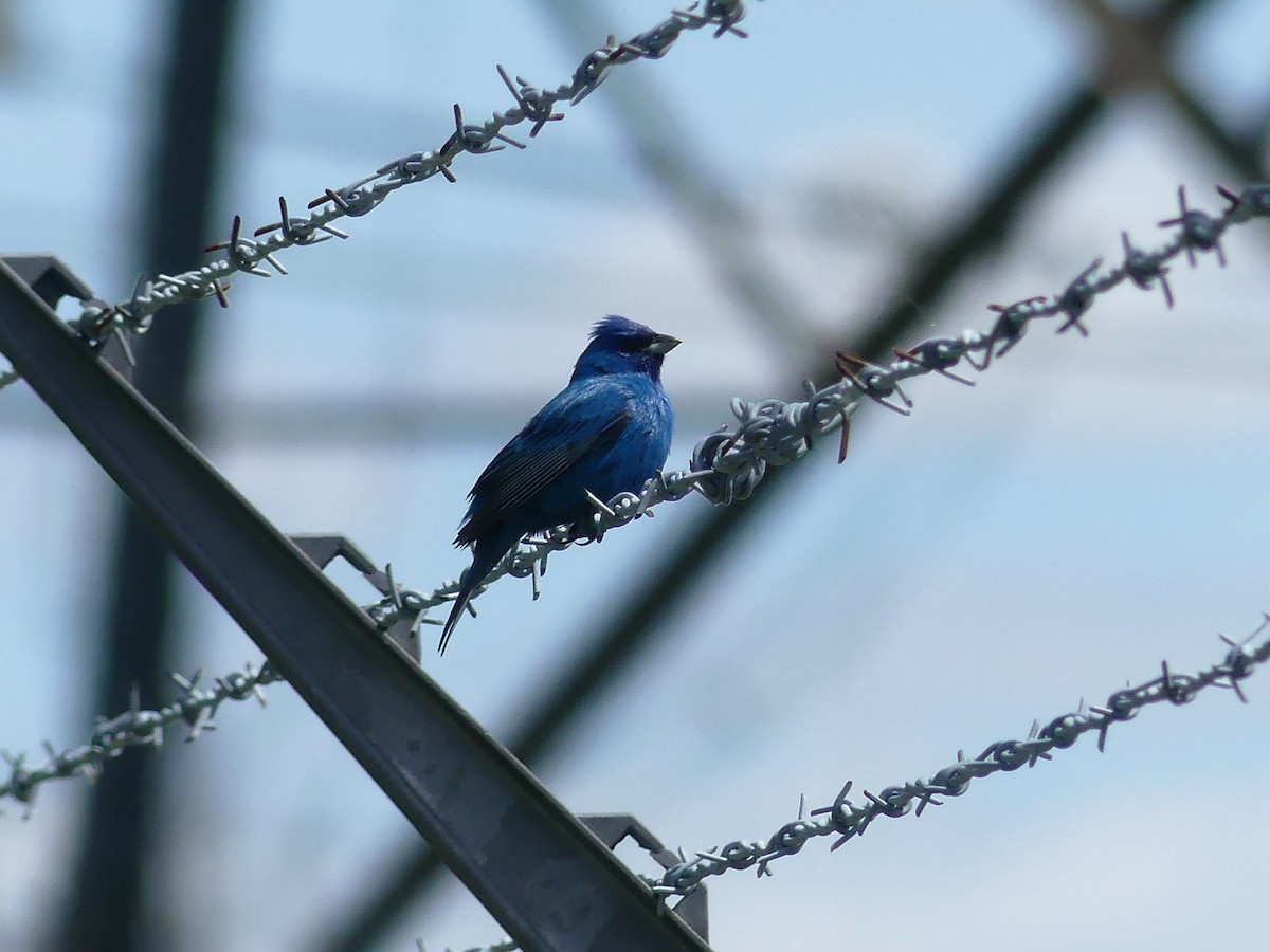 Passerin indigo - ML619584538