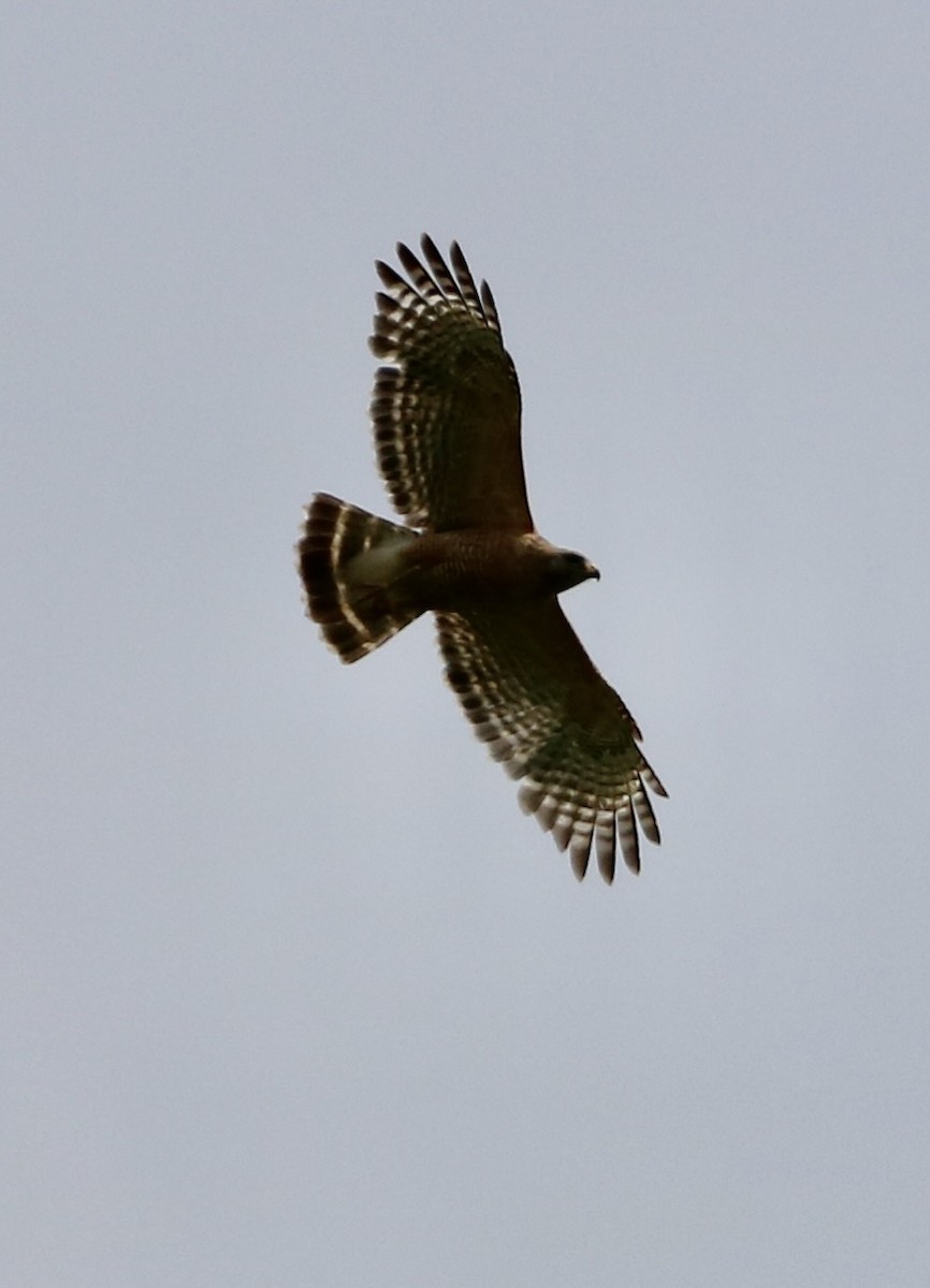 Red-shouldered Hawk - Carla Morris