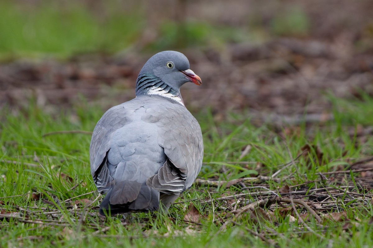 Common Wood-Pigeon - Jeffrey Leguit