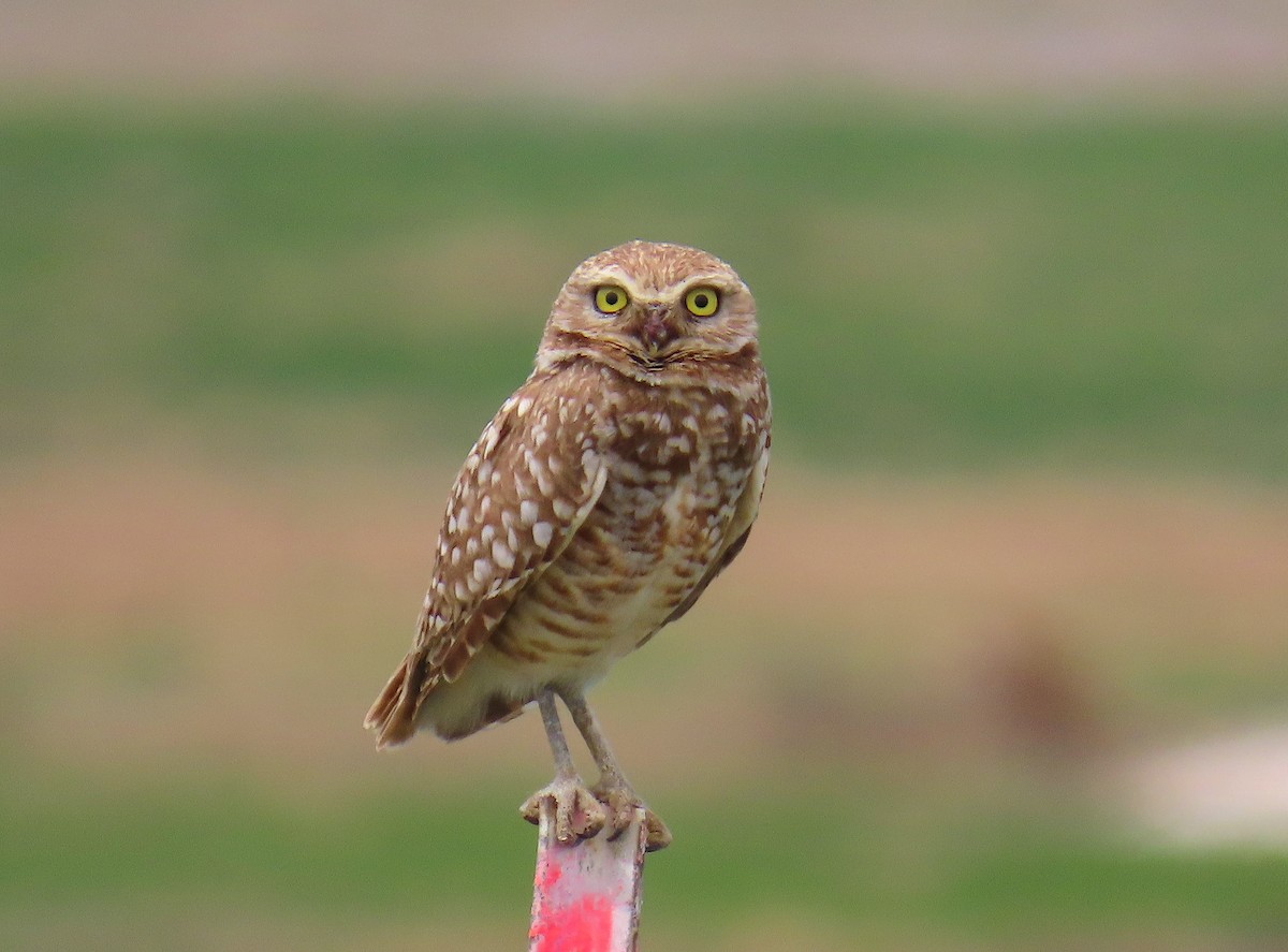 Burrowing Owl - Hannah Floyd