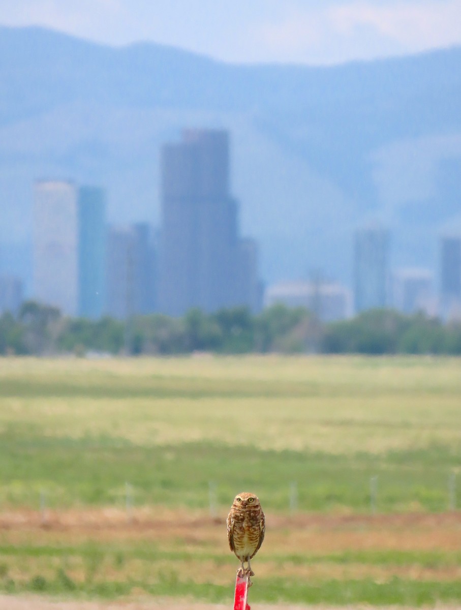 Burrowing Owl - Hannah Floyd