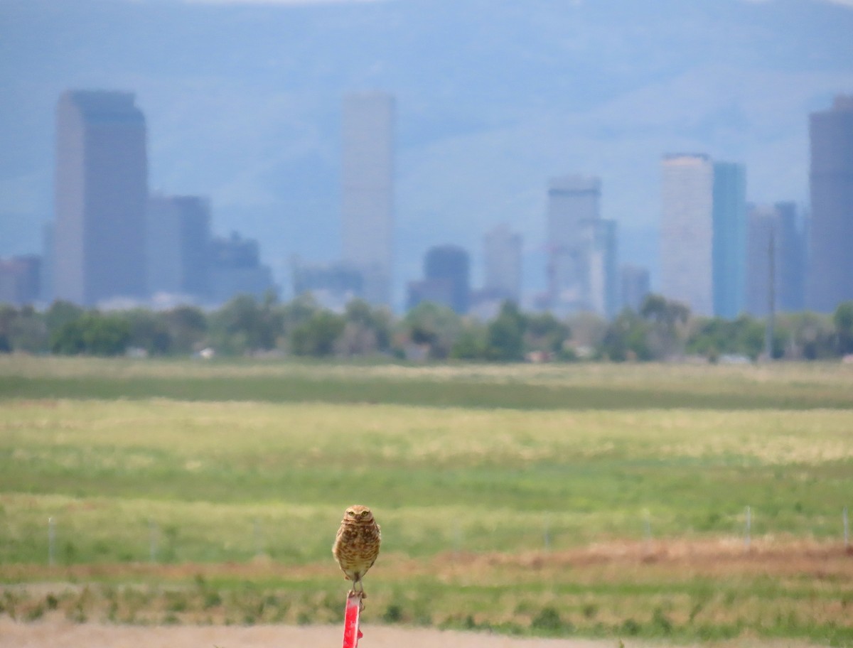 Burrowing Owl - Hannah Floyd