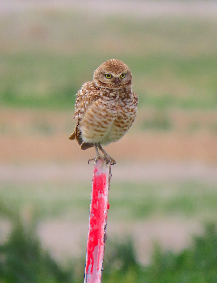 Burrowing Owl - Hannah Floyd