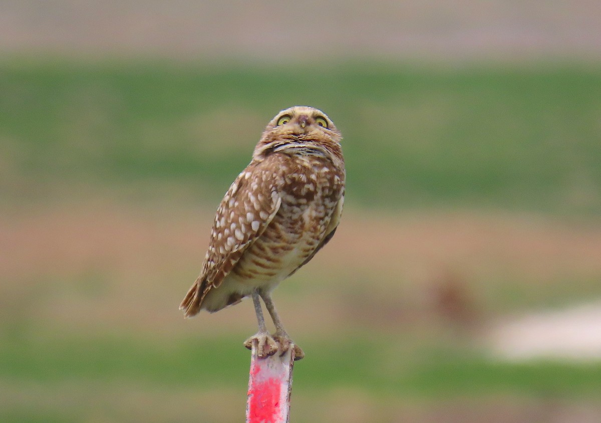 Burrowing Owl - Hannah Floyd