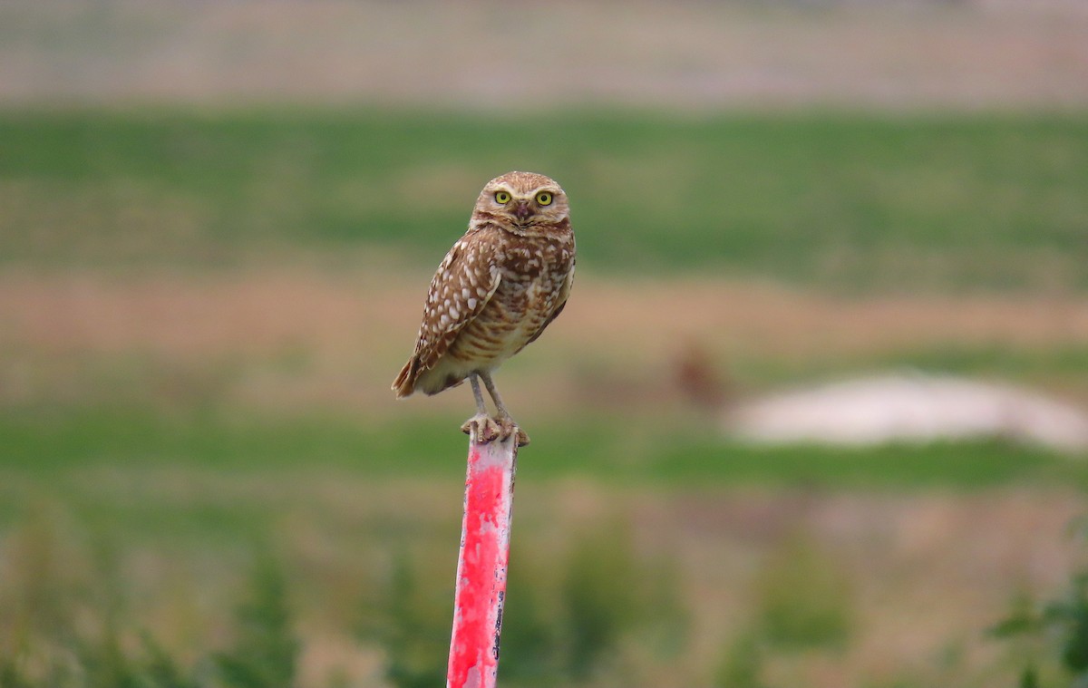 Burrowing Owl - Hannah Floyd