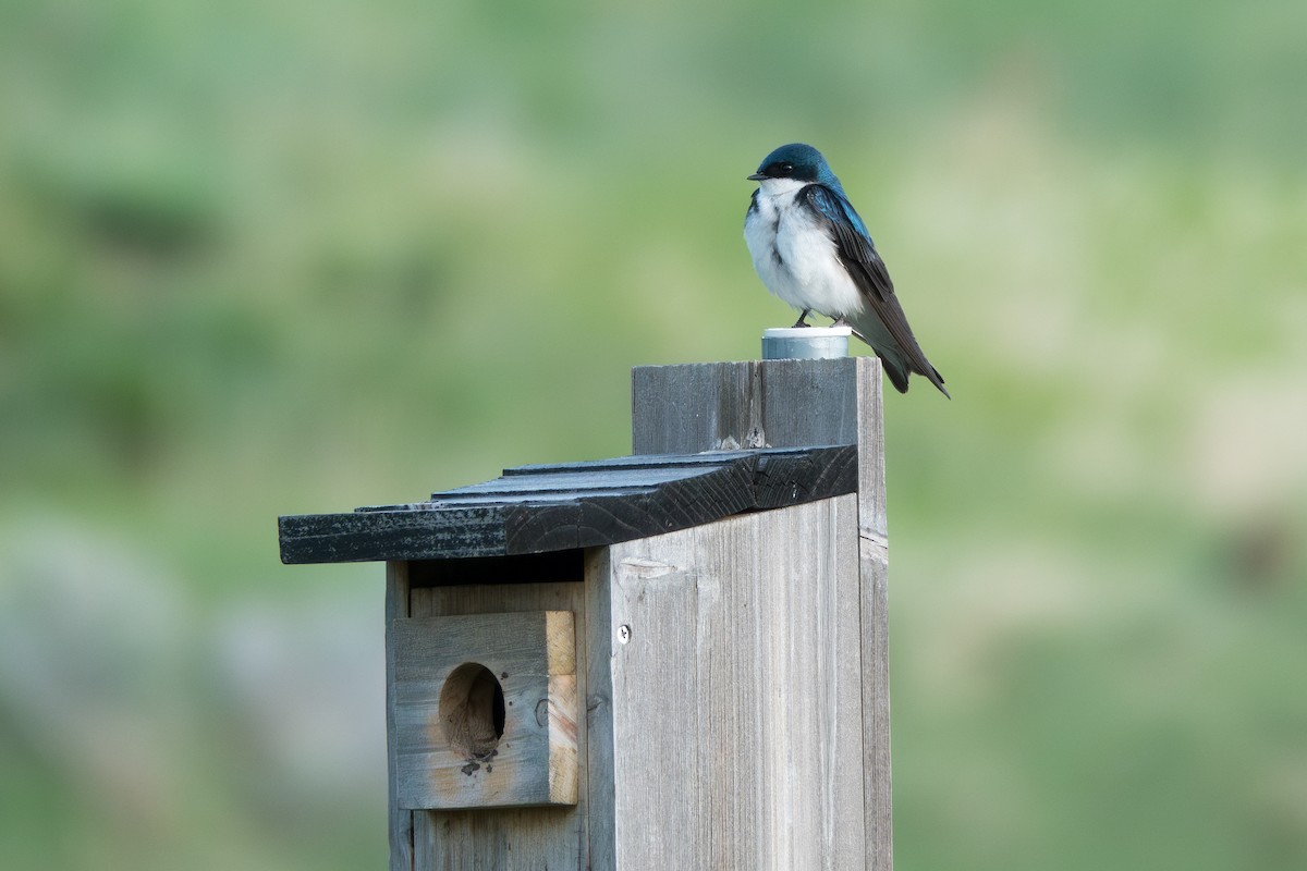 Tree Swallow - Jordan Gerue