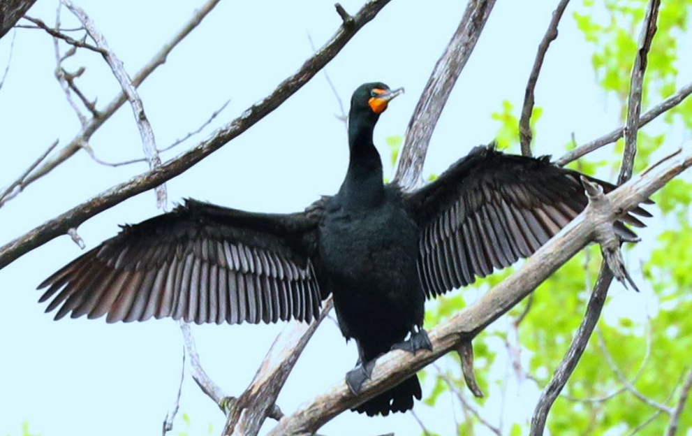 Double-crested Cormorant - Grace Green