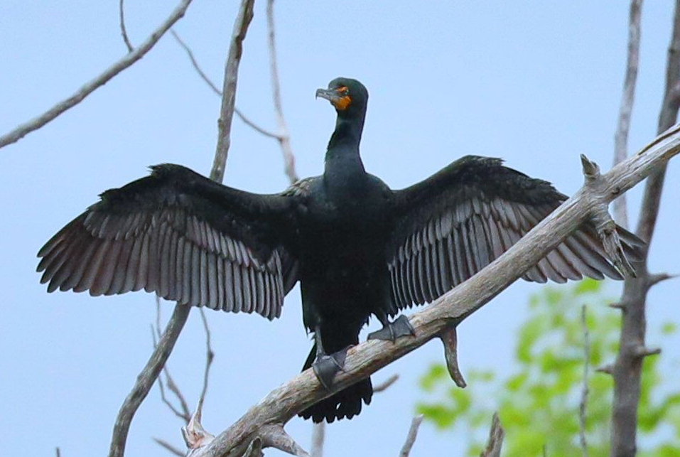 Double-crested Cormorant - Grace Green