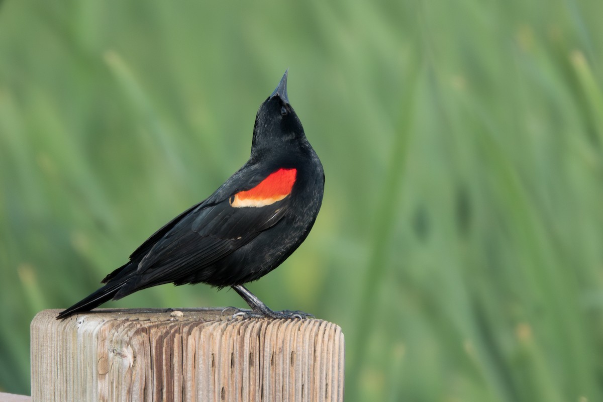 Red-winged Blackbird - Jordan Gerue