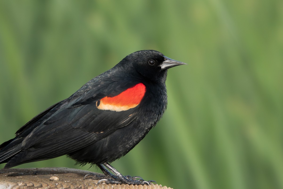 Red-winged Blackbird - Jordan Gerue