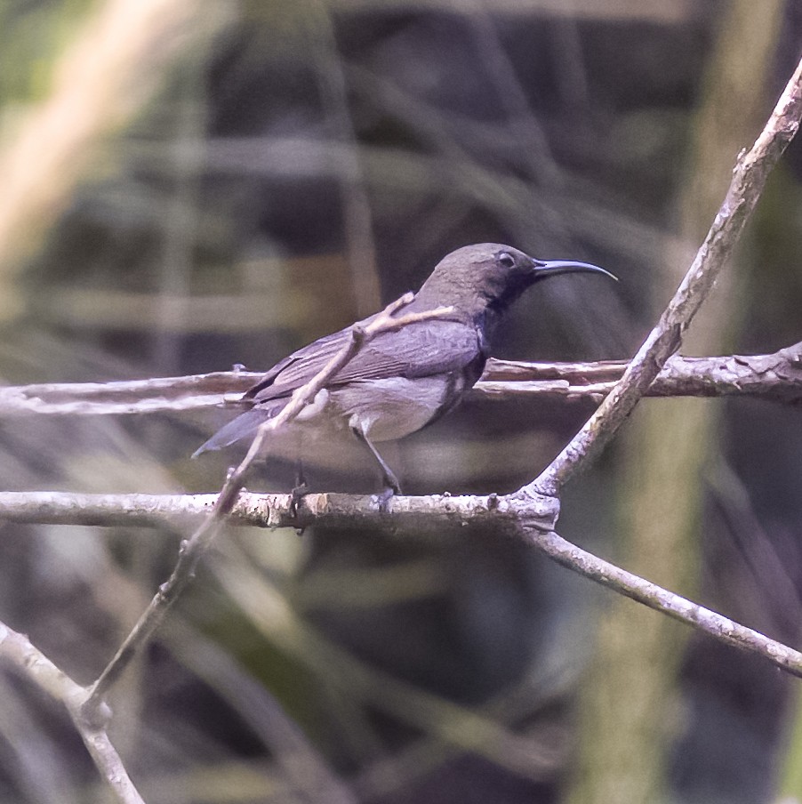 Ornate Sunbird - ML619584563