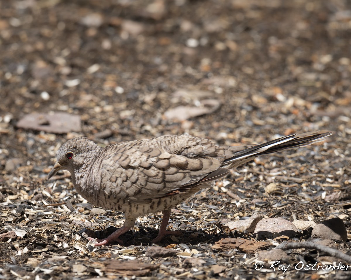 Inca Dove - Ray Ostrander