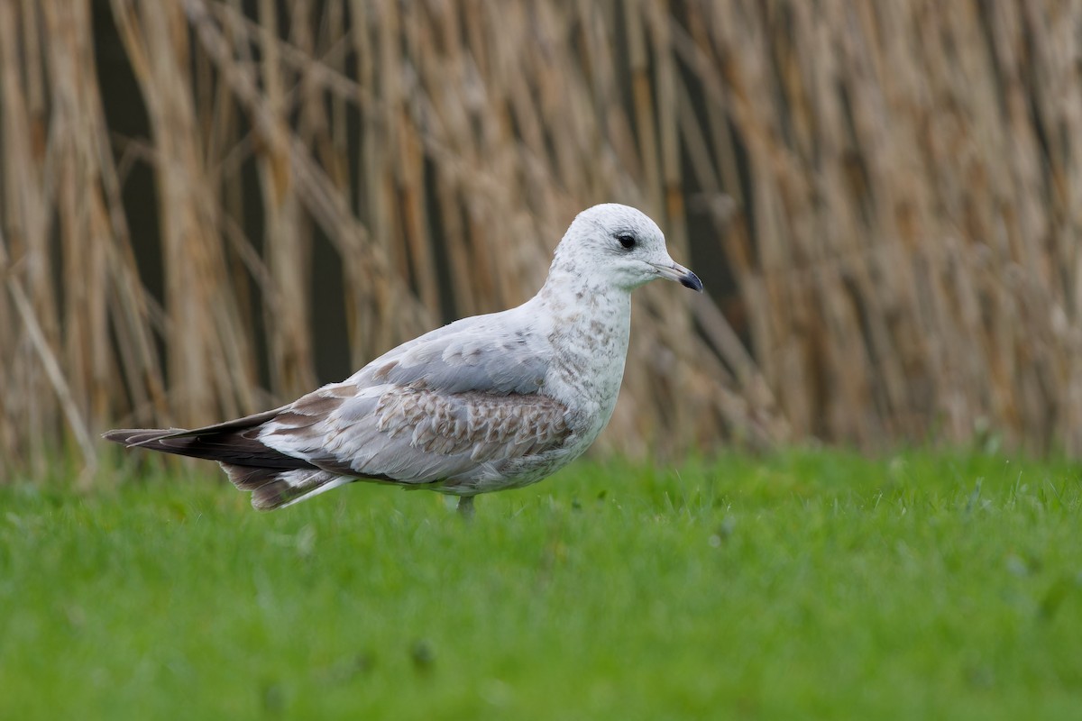 Common Gull - Jeffrey Leguit