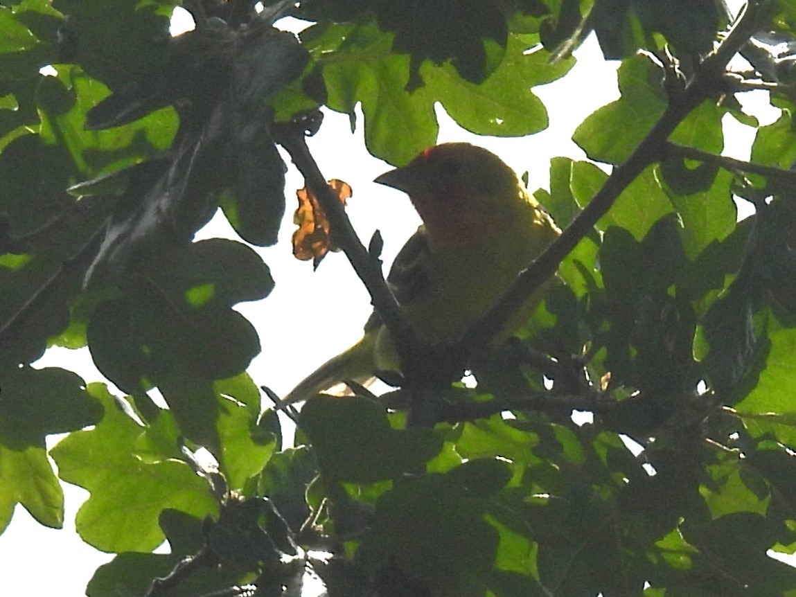 Western Tanager - Erik Bergman