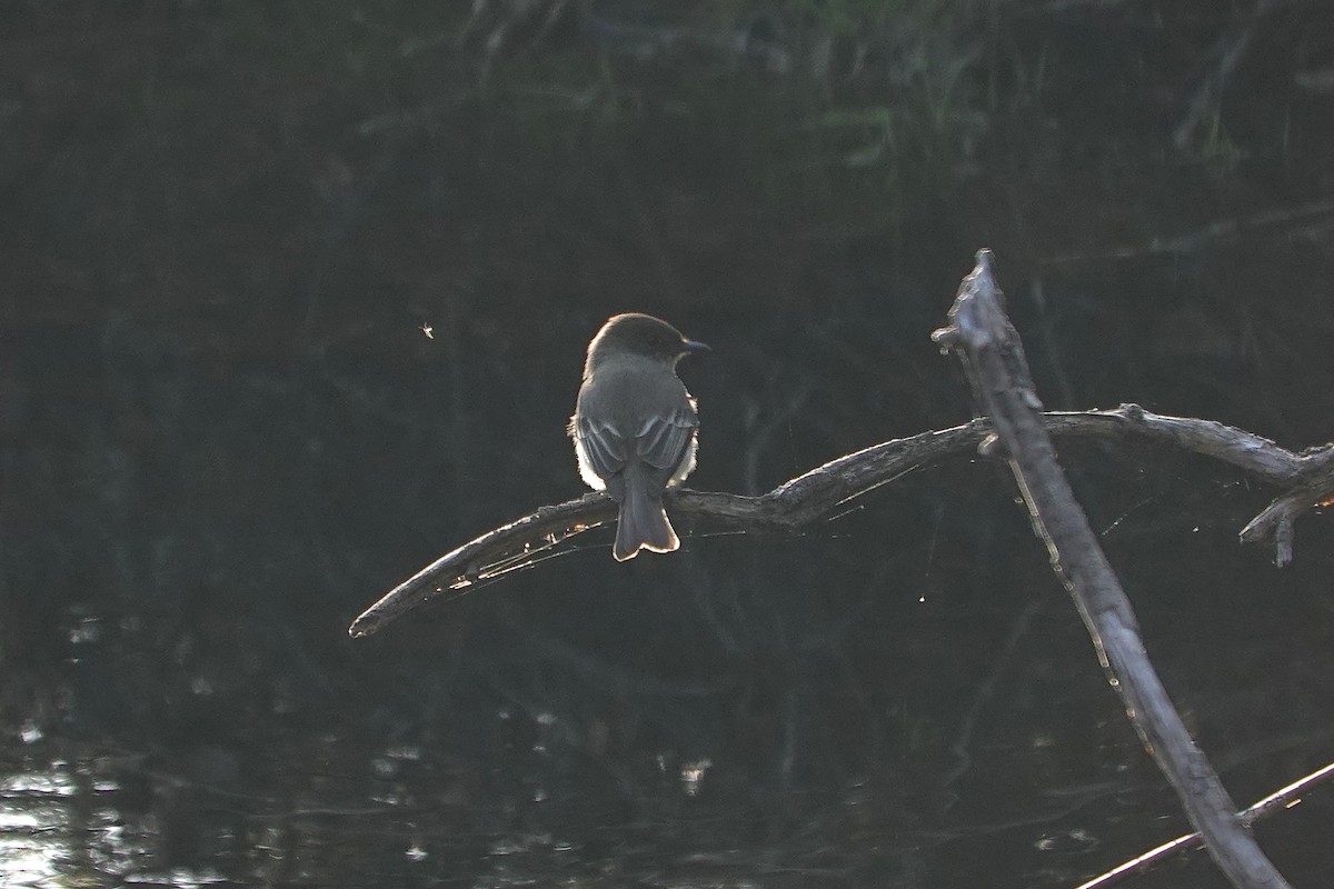 Eastern Phoebe - ML619584574