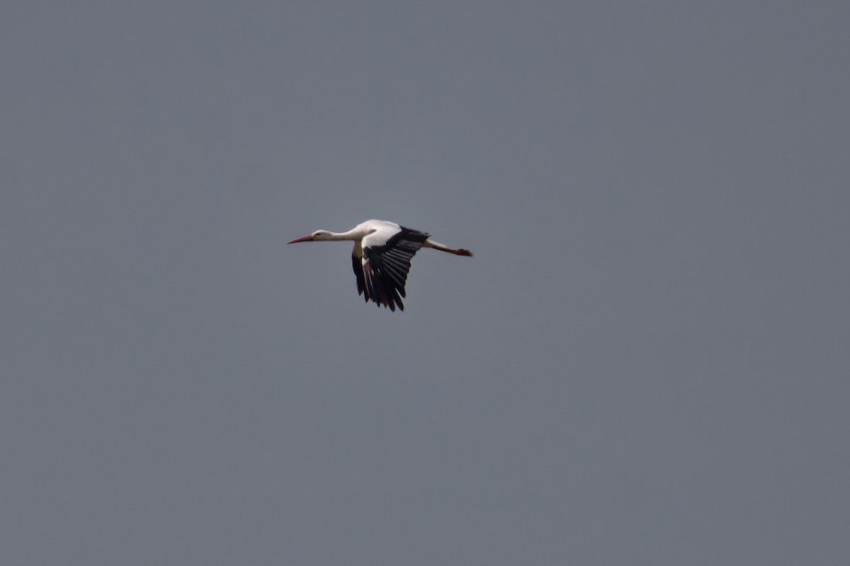 White Stork - Jeffrey Leguit