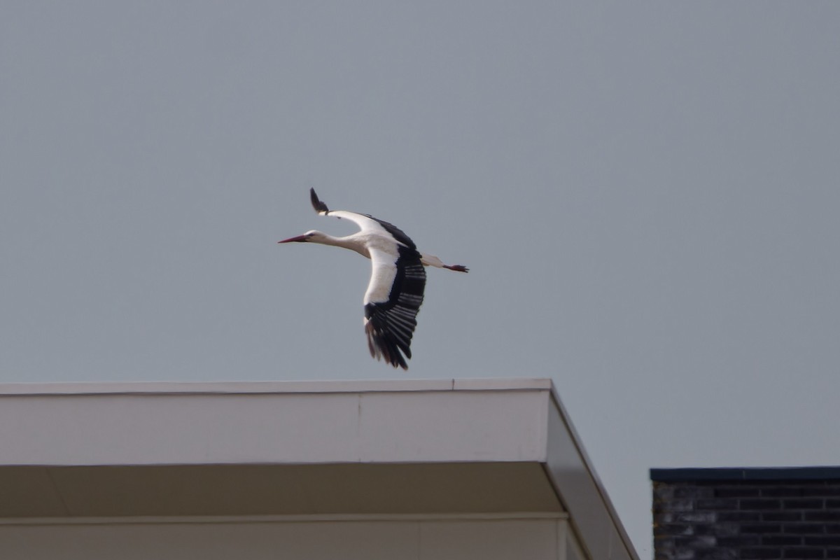 White Stork - Jeffrey Leguit