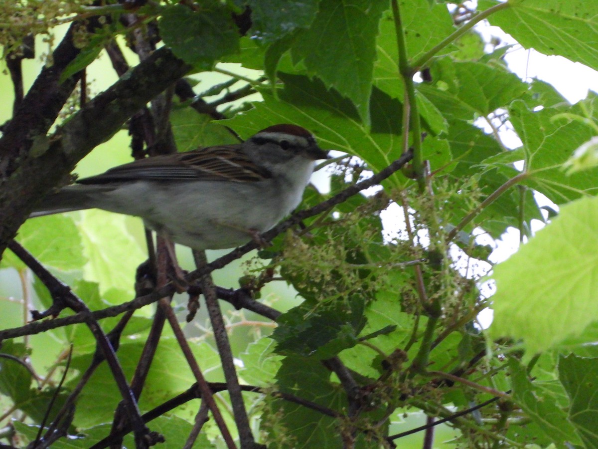 Chipping Sparrow - Laura Brown