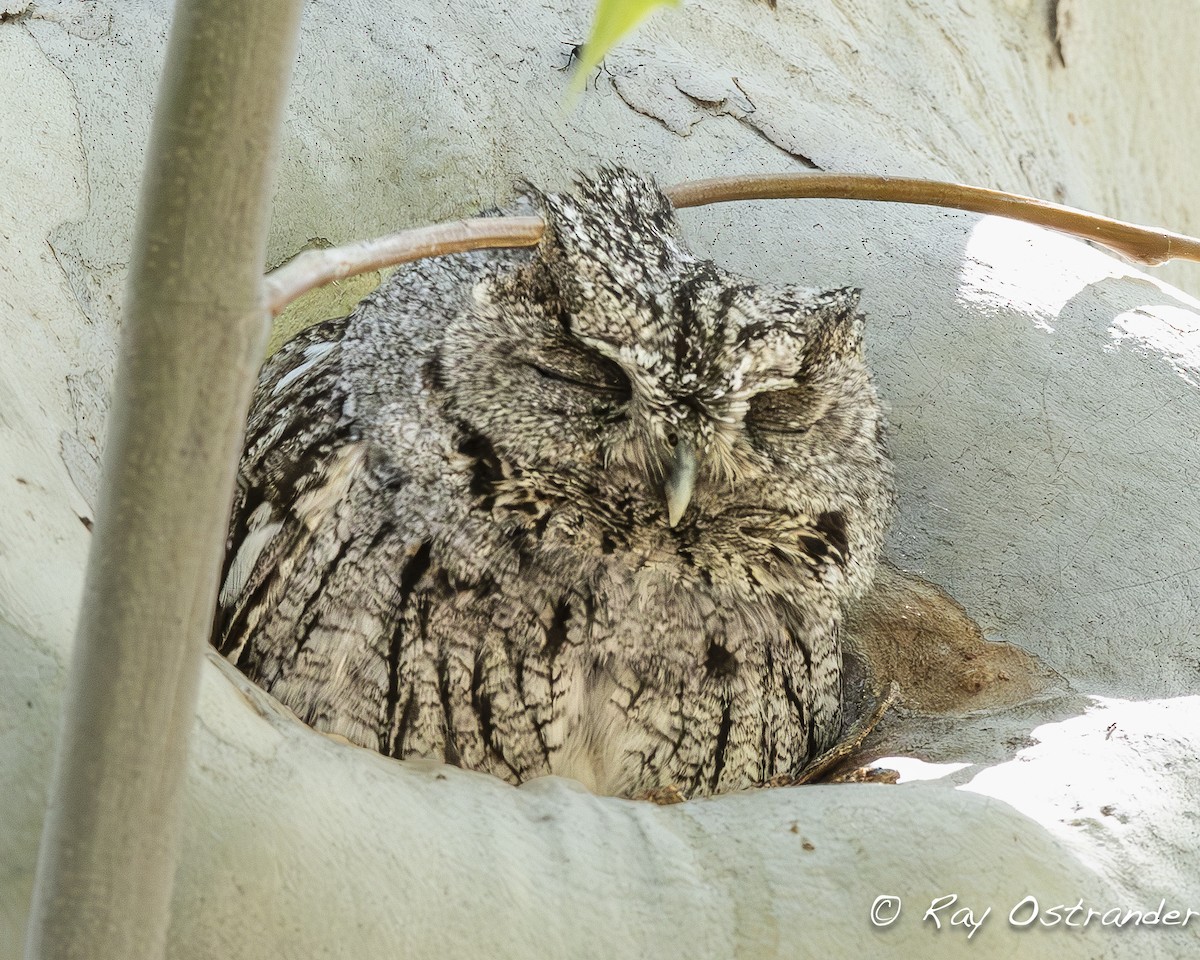 Western Screech-Owl - Ray Ostrander