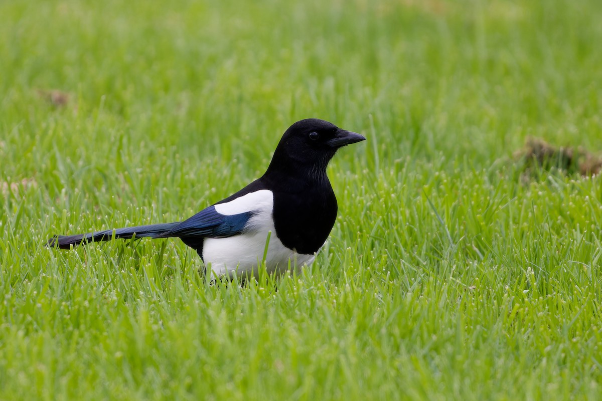 Eurasian Magpie - Jeffrey Leguit