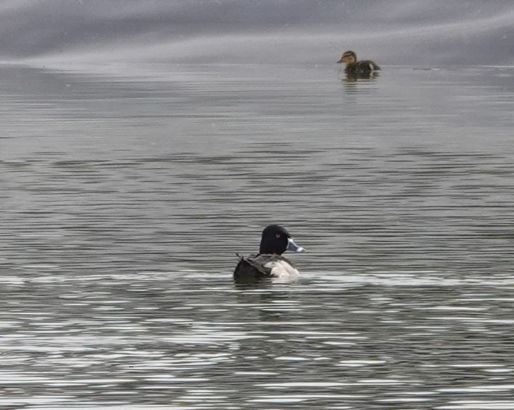 Ring-necked Duck - Rene Laubach