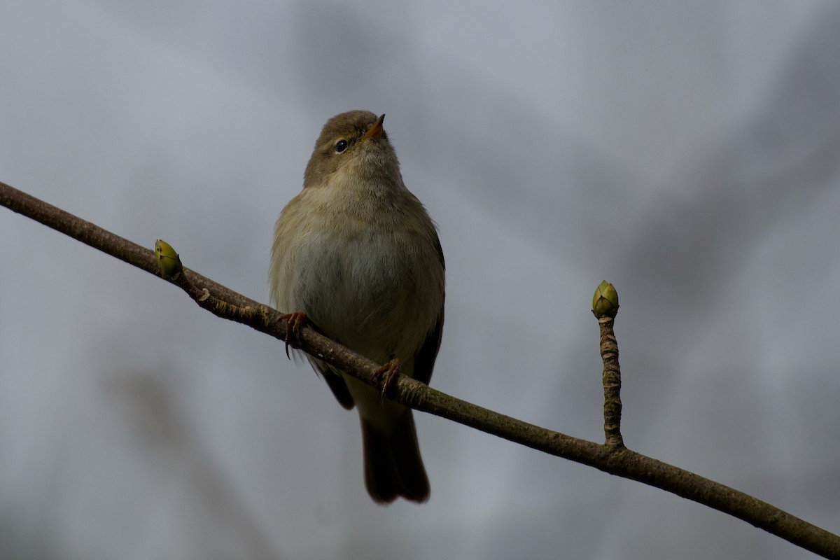 Common Chiffchaff - Jeffrey Leguit