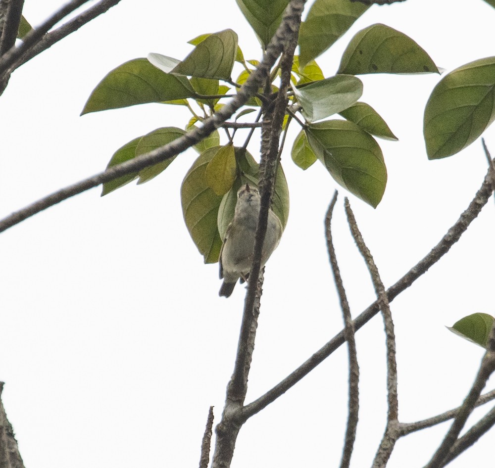 Yellow-browed Warbler - Lindy Fung