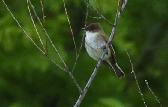 Eastern Phoebe - Grace Green