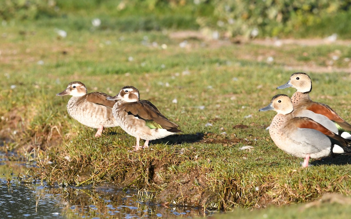 Ringed Teal - Camilo Garcia Gonzalez