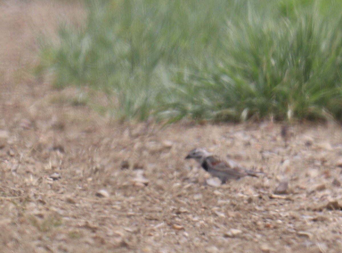 Thick-billed Longspur - BARBARA Muenchau