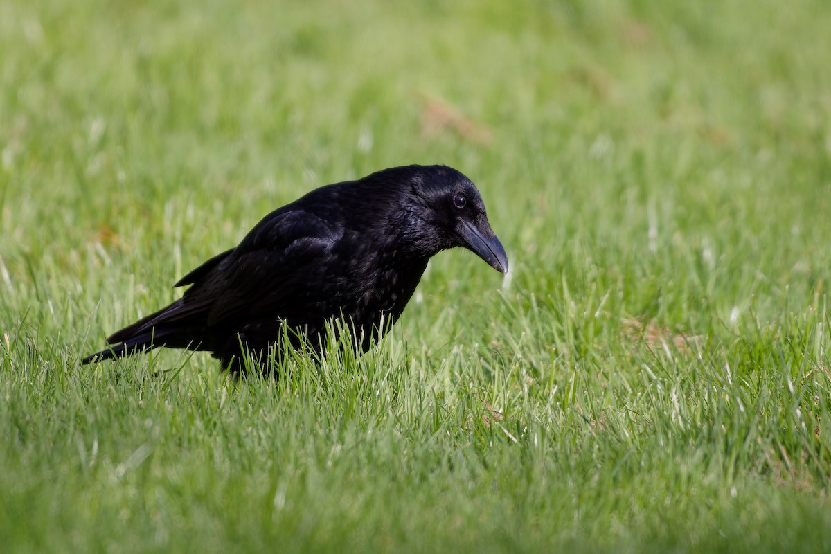 Carrion Crow - Jeffrey Leguit