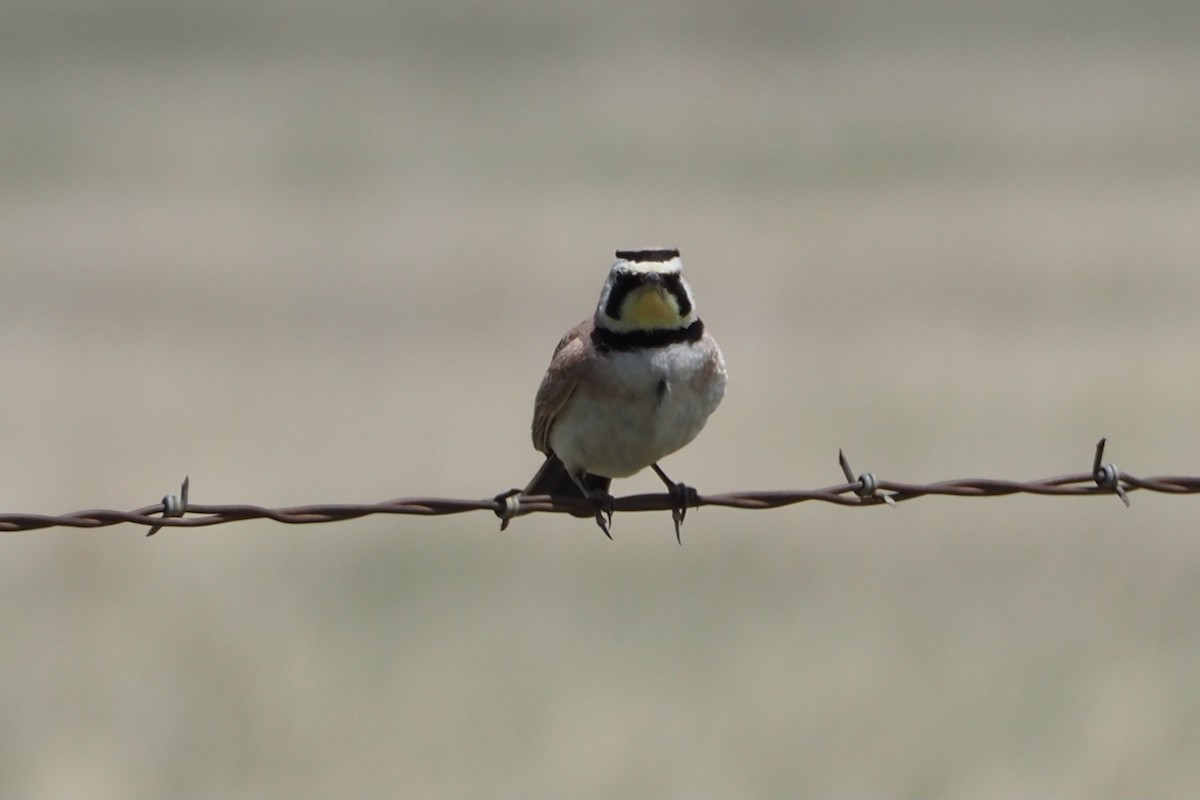 Horned Lark - Gloria Nikolai