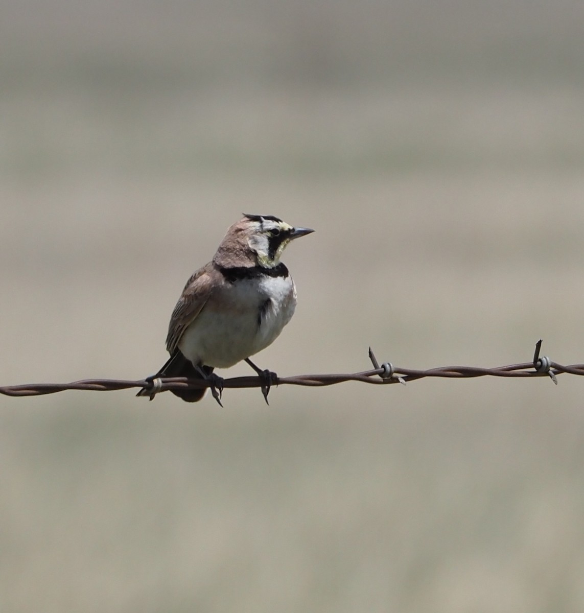 Horned Lark - Gloria Nikolai