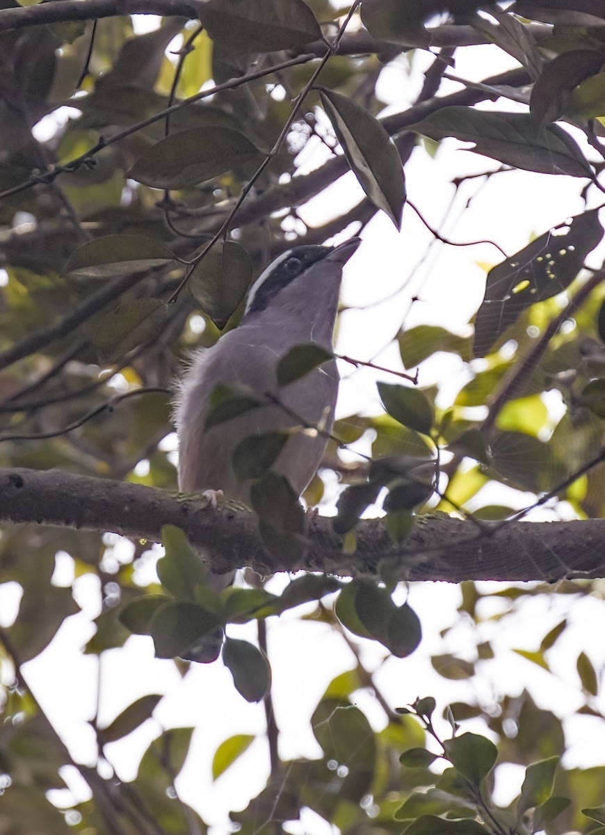 White-browed Shrike-Babbler - ML619584616