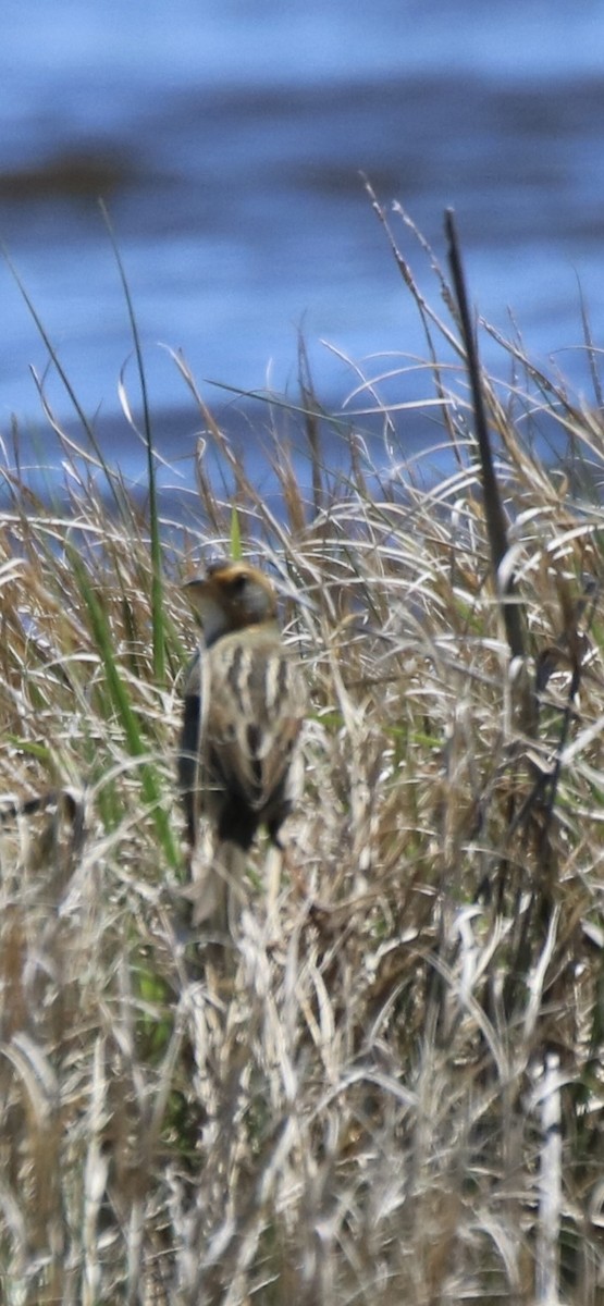 Saltmarsh Sparrow - Kelly Krechmer