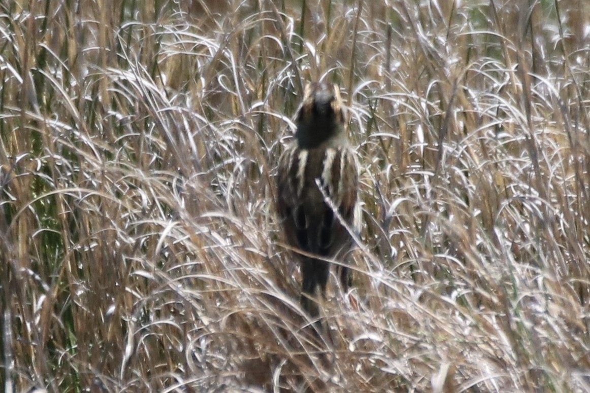 Saltmarsh Sparrow - Kelly Krechmer