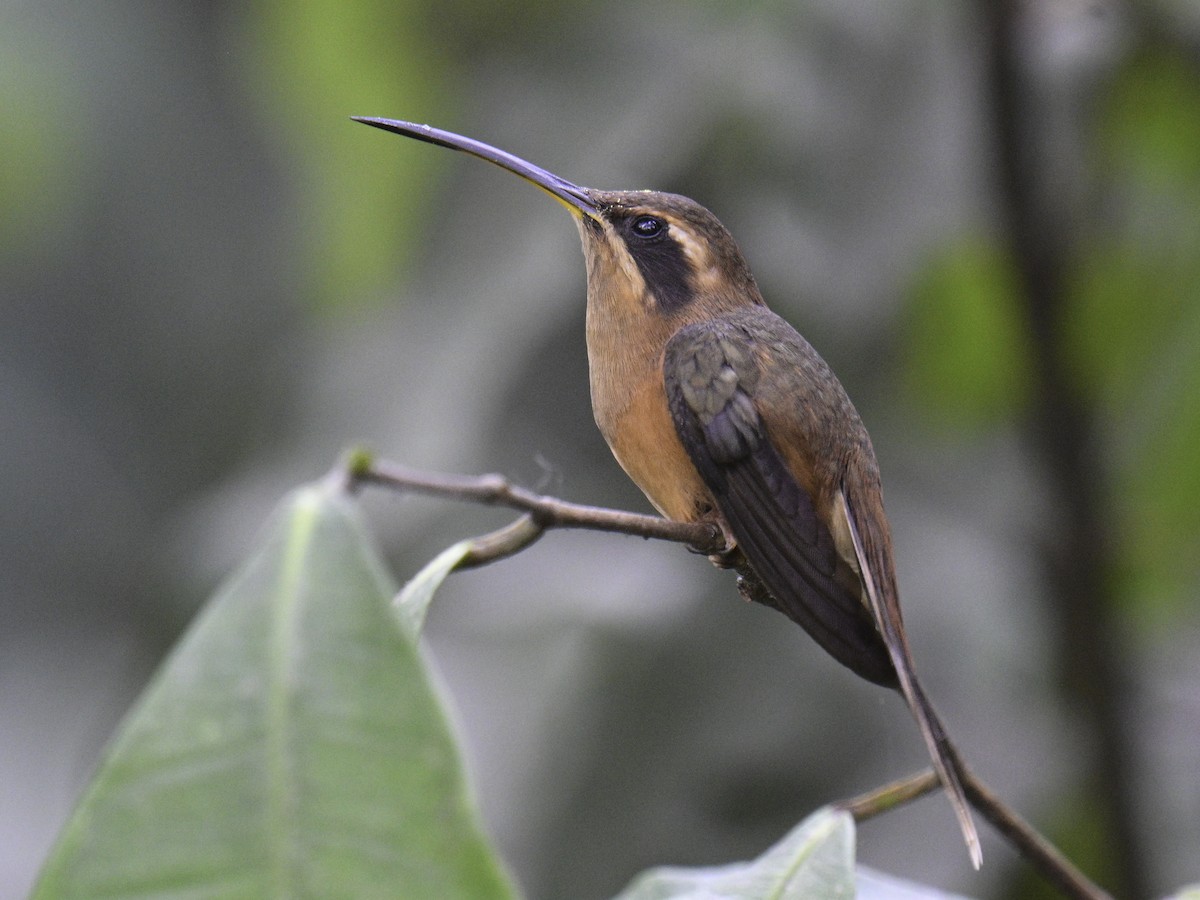 Stripe-throated Hermit - Carlos Echeverría