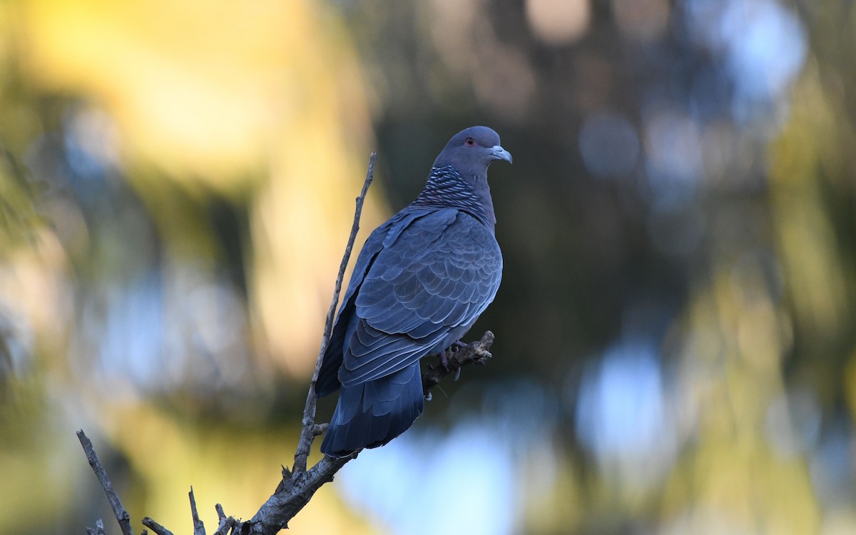 Picazuro Pigeon - Camilo Garcia Gonzalez